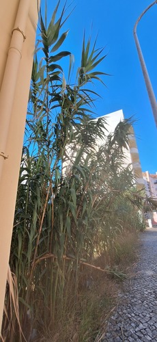 giant reed