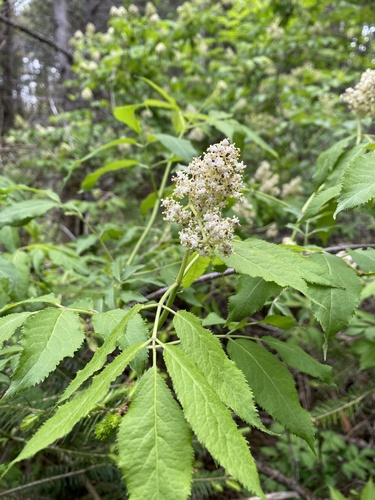 red-berried elder