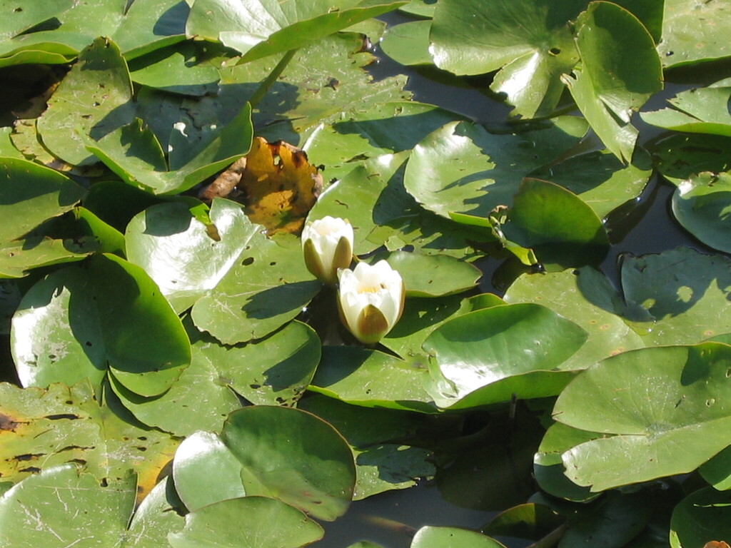 Nymphaea alba, Figueira da Foz, Portugal