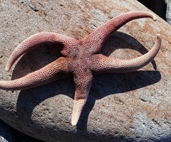 Henricia leviuscula