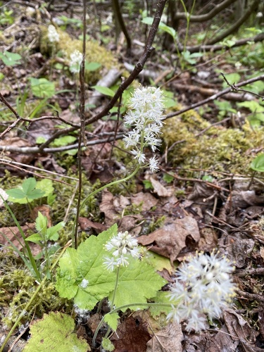 Creeping Foamflower