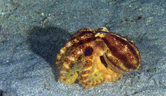 Amphioctopus mototi