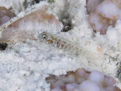 Afele's Fringefin Goby photo 2