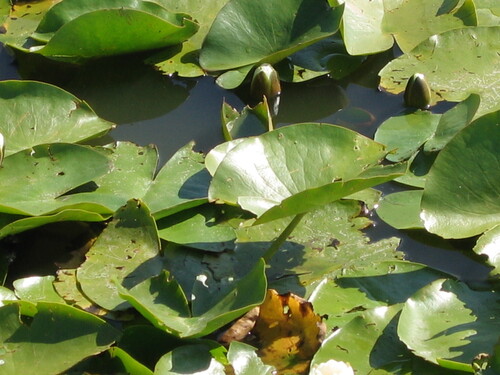 Nymphaea alba