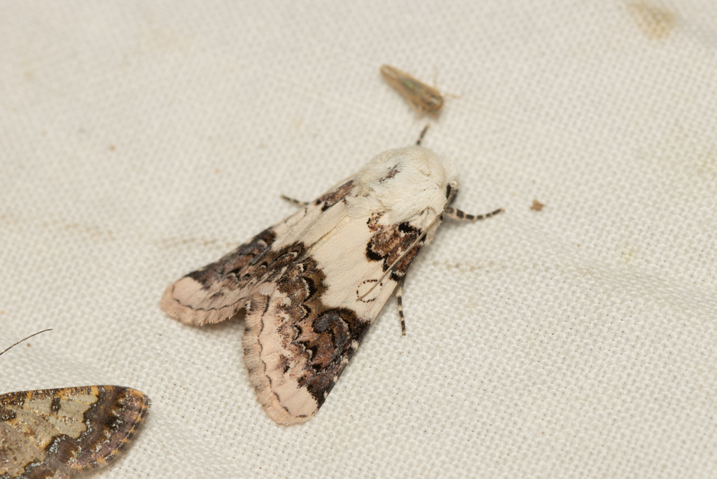 Enterpia laudeti