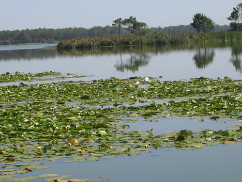 Nymphaea alba