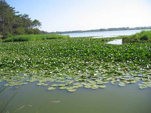 Nymphaea alba