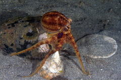 Amphioctopus mototi