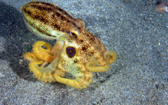Amphioctopus mototi