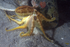 Amphioctopus mototi