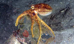 Amphioctopus mototi