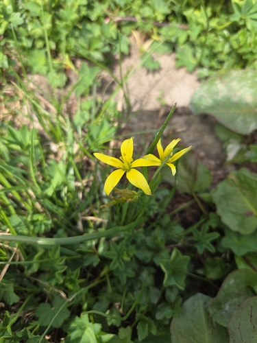 yellow star-of-Bethlehem