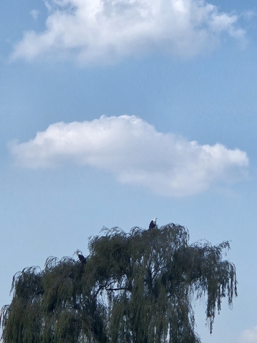 African Fish-Eagle