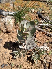 Arctostaphylos canescens