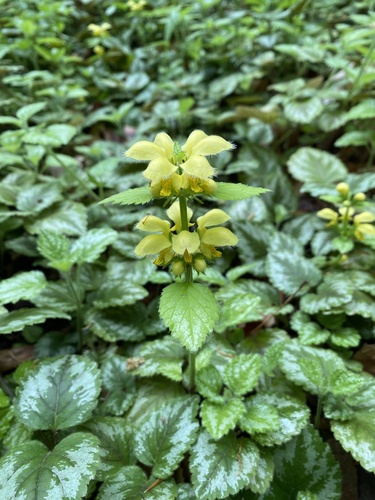 yellow archangel