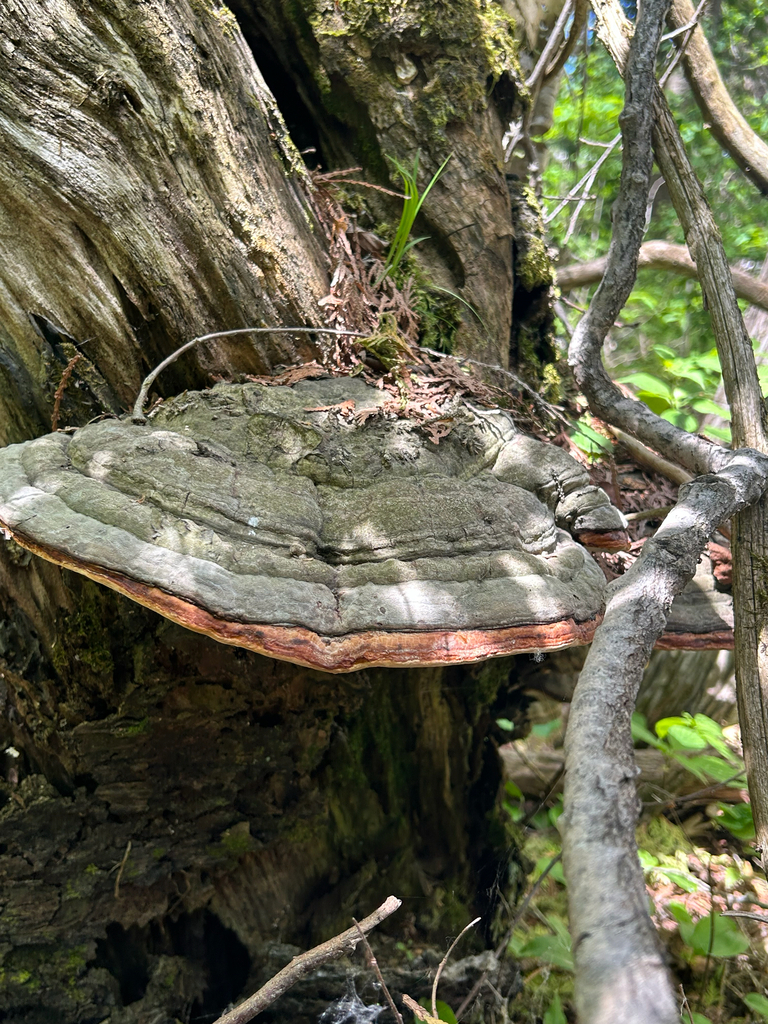 Northern Red Belt · May 2026 · photo: Photo: no rights reserved · iNaturalist