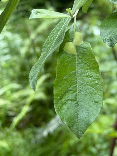 Iteomyia salicisverruca