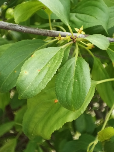 common buckthorn