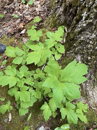 three-leaved rattlesnake root
