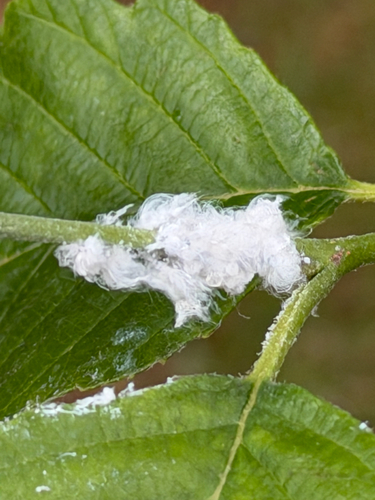 Psylla alni