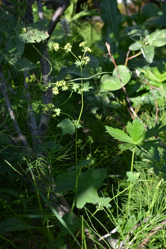 Murbeck’s alchemilla (Alchemilla murbeckiana)