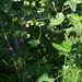 Alchemilla murbeckiana - Photo (c) Игорь Поспелов, algunos derechos reservados (CC BY-NC), subido por Игорь Поспелов