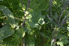 Alchemilla murbeckiana