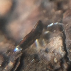 Lepidocyrtus paradoxus