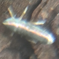 Lepidocyrtus paradoxus