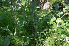 Alchemilla murbeckiana