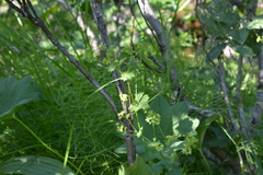 Alchemilla murbeckiana