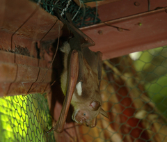 Macronycteris commersonii