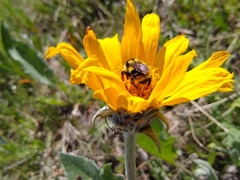 Bombus bifarius