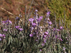 Limoniastrum monopetalum, photograph (c) Duarte Frade, some rights reserved (CC BY)