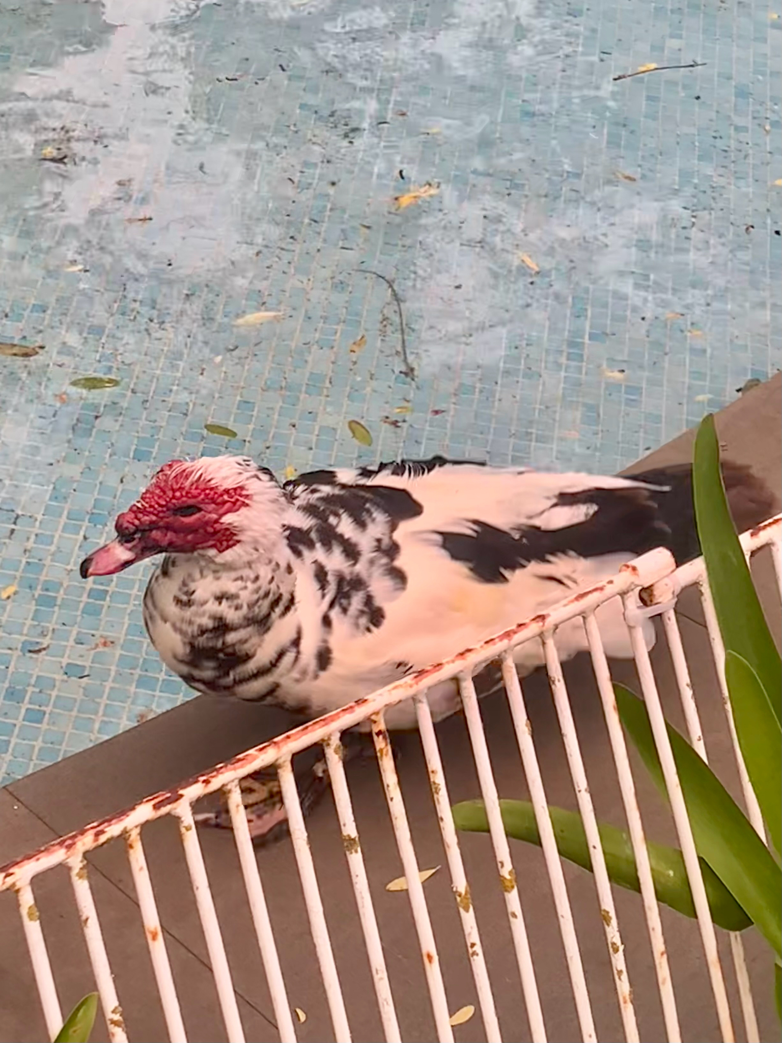 Pato real