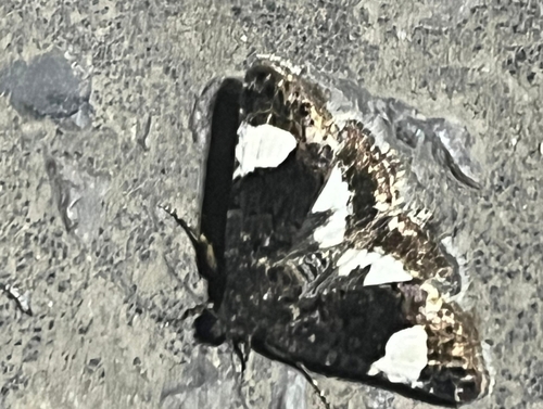 Four-spotted Moth