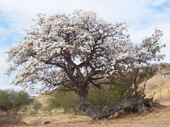 Cordia morelosana