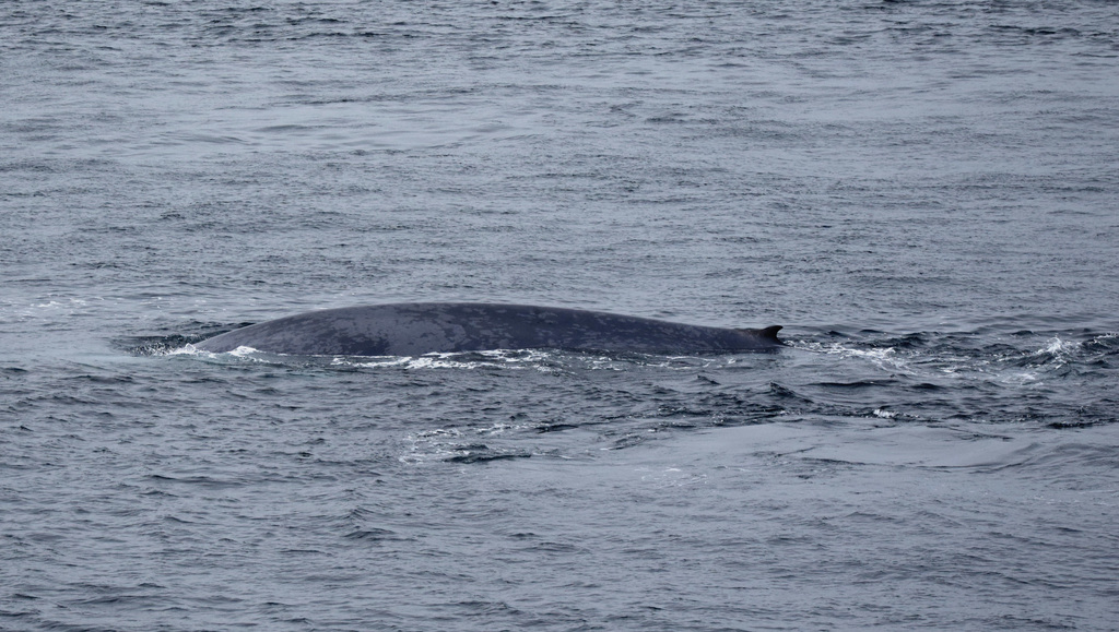 Balaenoptera musculus<br>10 August, 2018