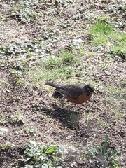 Turdus migratorius
