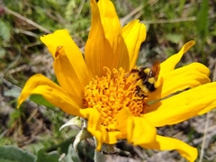 Bombus bifarius