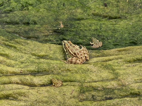 Sahara Frog