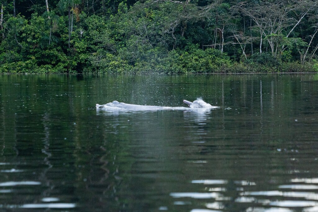 Amazon river dolphin surfacing in a calm river beside rainforest, with spray at its blowhole