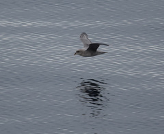 Fulmarus glacialis glacialis