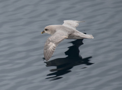 Fulmarus glacialis glacialis