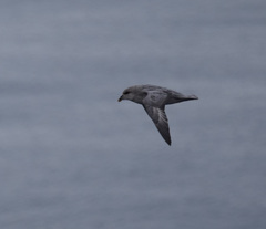 Fulmarus glacialis glacialis