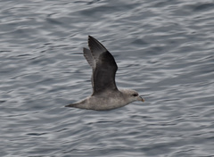 Fulmarus glacialis glacialis