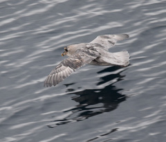 Fulmarus glacialis glacialis