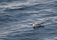 Fulmarus glacialis glacialis