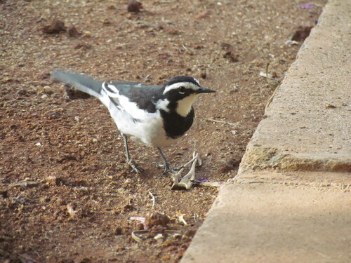 iNaturalist image
