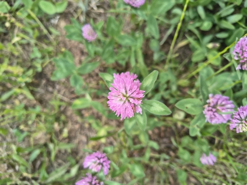 Red Clover